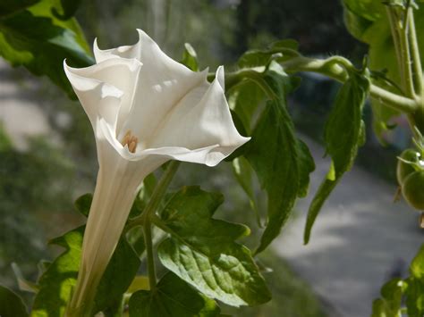 The Magic And Mystery Of Datura