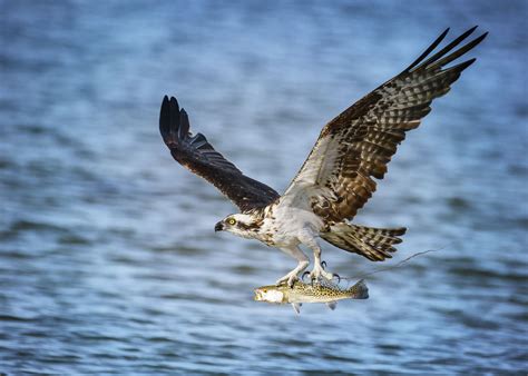 10 Fascinating Facts About The Amazing Osprey