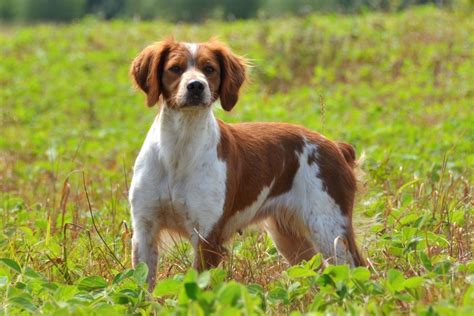 Epagneul breton is one of the best hunting dog breeds par excellence. L'épagneul breton - Blog Canin