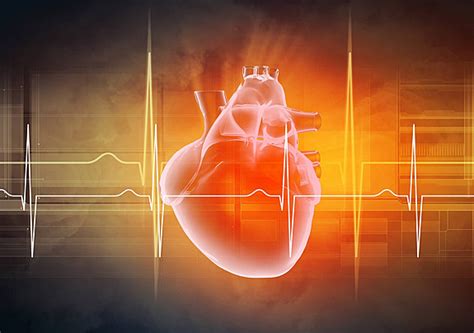 Human Heart Beats Human Circulatory Cardiogram Photo Background And
