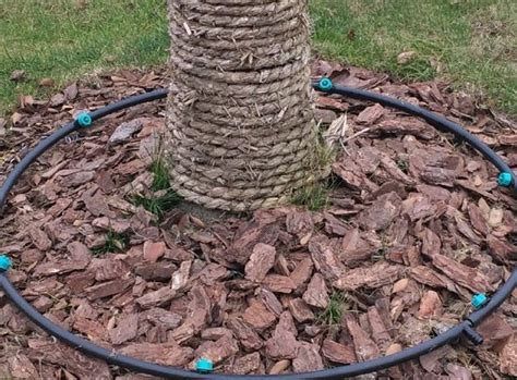 How To Design Fruit Tree Drip Irrigation System