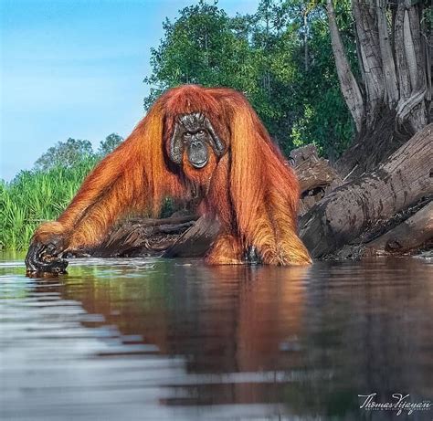 🔥 Giant Wild Orangutan Indonesia Wildlife Nature Orangutan Weird