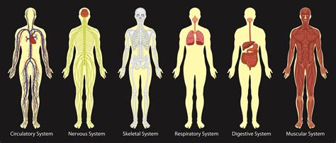 Diagram Of Systems In Human Body 434277 Vector Art At Vecteezy