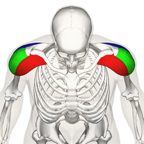 Front Shoulder Pain Possible Causes And Possible Treatments