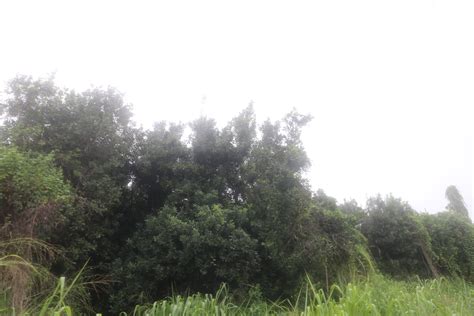 89-1190 HAWAII BELT RD | Stathie Prattas | Kailua Kona Real Estate Agents