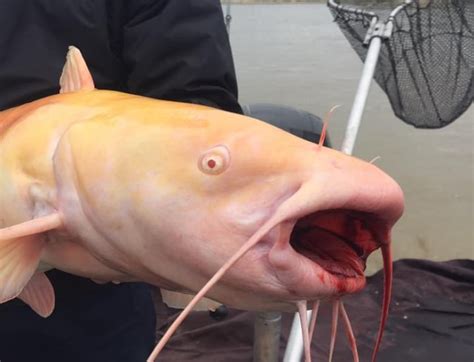 Rare Albino Catfish Hooked In The Red River Cbc News