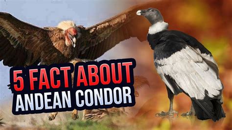 5 FASCINATING FACTS ABOUT THE MAJESTIC ANDEAN CONDOR YouTube