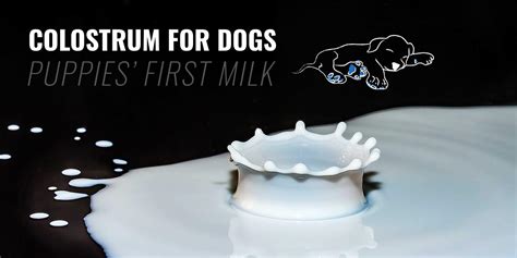 It's highly digestible and promotes healthy, robust development of kids. Colostrum for Dogs - First Milk Supplements, Benefits ...