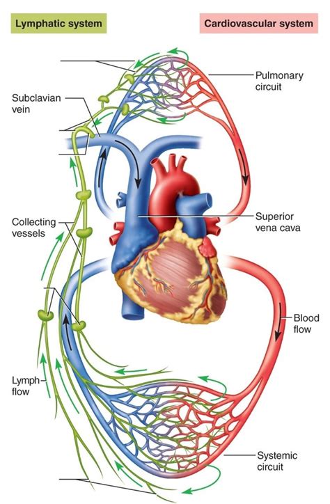 Lymphatic And Cardiovascular System Diagram Quizlet
