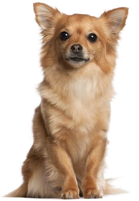 Top 10 Cutest Small Dog Breeds Cutest Small Dogs Smal