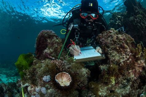 Reef Life Survey Diver Australian Marine Parks Science Atlas