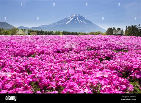 Japan Shibazakura Festival With The Field Of Pink Moss Of Sakura Or