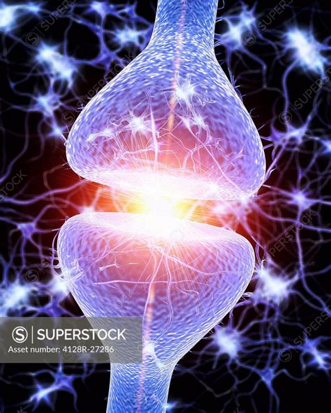 Nerve Synapse Computer Artwork Of A Junction Or Synapse Between Two