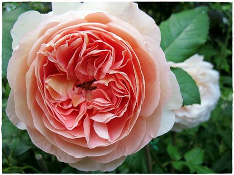 A project my partner and i did for western civ. Mammasblommor: Abraham Darby