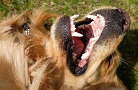 Growths In Dogs Mouth Understanding What Causing It And What To Do