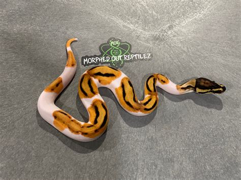 Super Orange Dream Pied Ball Python By Morphed Out Reptilez Morphmarket