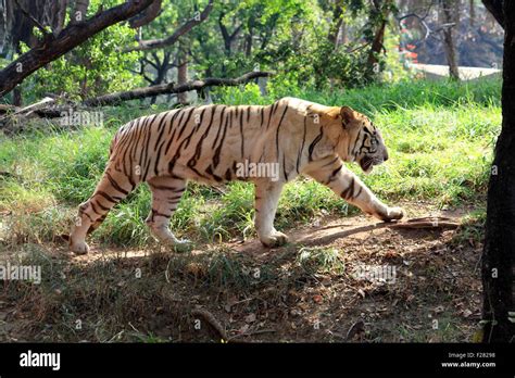 White Indian Tiger Stock Photo Royalty Free Image 87458596 Alamy