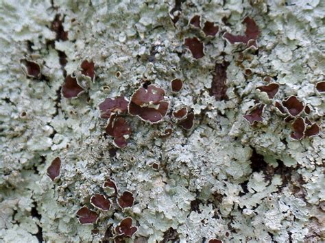 Pin By Denis Charlebois On Dcs Lichens And Mosses Fungi Lichen Moss