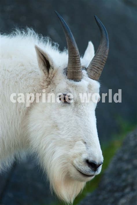 The Illustrated Dictionary Of Caprinae Horns Ralfs Wildlife And Wild