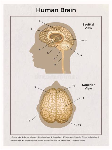 Composizione Delle Parti Del Cervello Umano Illustrazione Vettoriale