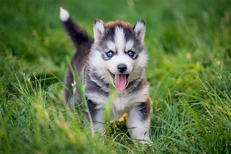 Cutest Siberian Husky Puppy In The World