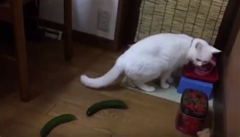 Cats Vs Cucumbers Vet Explains Why Its Not Good To Scare Your Cat