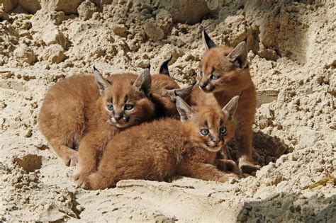 Four Fluffy Caracal Kittens Were Born On July 21 At Germany