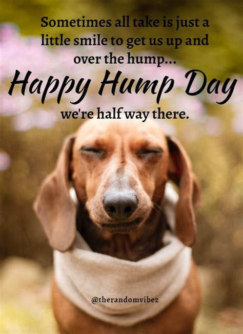 Funniest Hump Day Memes To Survive Wednesdays Hump Day Quotes Funny Good Morning Quotes