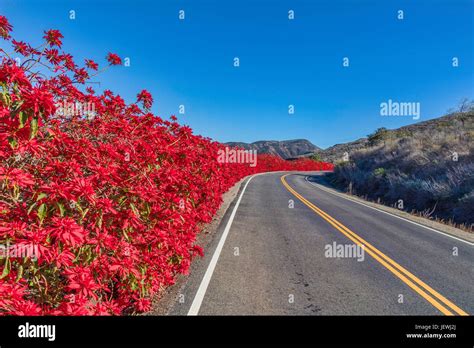 Flowers Along Road Side Hi Res Stock Photography And Images Alamy