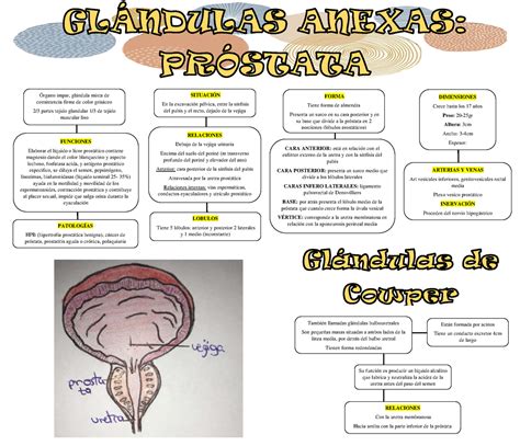 Glandulas Anexas Prostata Y De Cowper Mapa Conceptual Órgano Impar