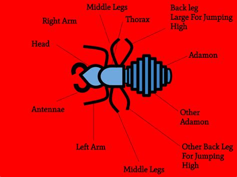 Levi Hornby High School Diagram Of Head Lice