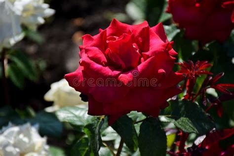 Beautiful Bushes Of Red Roses Stock Image Image Of Beautiful Plant