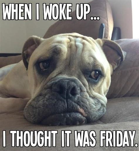I Thought It Was Friday Funny Dog Memes Good Morning Dog Funny Dogs