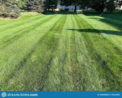 Beautiful Mowed Lawn In Summer Stock Image Image Of Beautiful