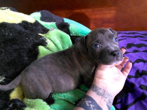 Lancaster puppies advertises puppies for sale in pa, as well as ohio, indiana, new york and other states. Adba pitbull puppies for Sale in Indianapolis, Indiana ...