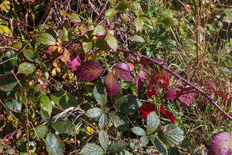 All About Brambles The Many Marvelous Plants In The Rubus Genus