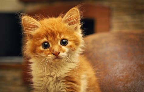 Chaton 10 Conseils Pour Laccueillir à La Maison