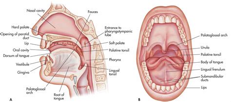 Print a few of these to quiz yourself. Oral Cavity Diagram Unlabeled