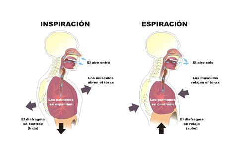 Procesos Y Tipos De Respiración La Respiración Y El Aparato Respiratorio