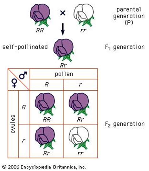 Mendel formulated the law of segregation as a result of performing monohybrid cross experiments on plants. principle of segregation | genetics | Britannica.com