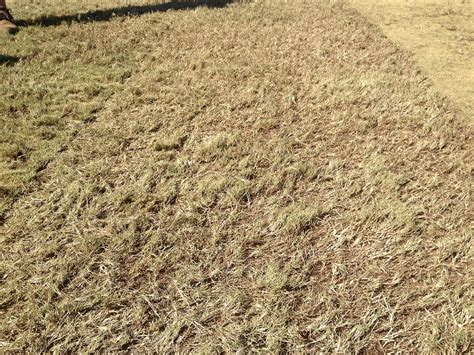 Prepare Bermuda Grass For Winter Sprinkler Repair And Installation