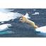Jump On A White Polar Bear Floes Of Ice Snow Sea  Wallpapers13com