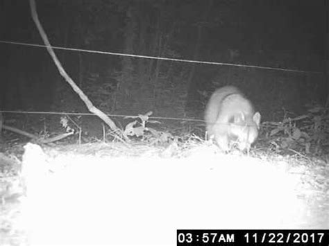 If you could get a raccoon to dip his paws in oil and then grab the fence, you'd have something. Raccoon vs Electric Fence Part 2 - YouTube