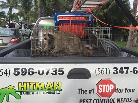 Wildlife Removal Hitman Termite And Pest Control