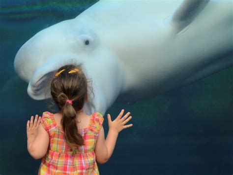 say ahh beluga whale appears to swallow girl 3