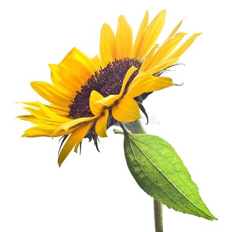 Sunflower With Isolated On White Background Stock Image Image Of