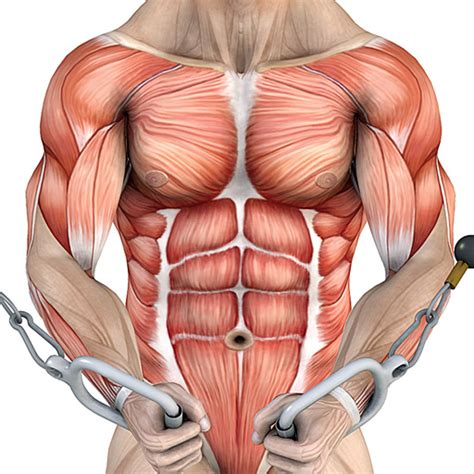 Hip flexion is the hip motion that brings the knee toward the chest. Chest & Abs for iPhone & iPad - App marketing report - Luxembourg FR | AppTweak
