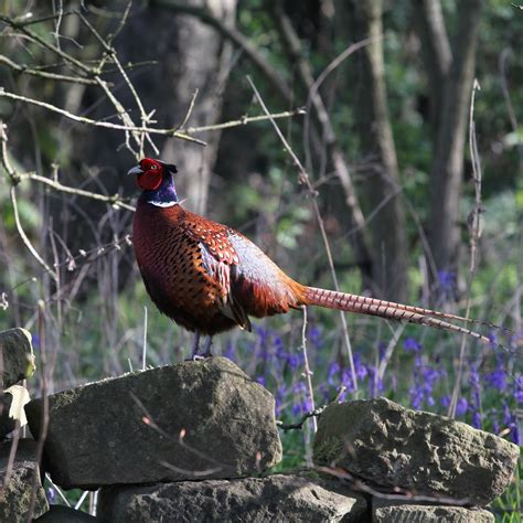 Trogtrogblog Bird Of The Week Pheasant