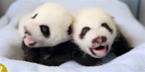 100 Days Of Twin Baby Pandas Growing Up Could Melt A Heart Of Steel