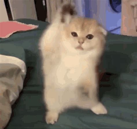 Cat Dancing  Cat Dancing Dancemove Discover Amp Share S Riset